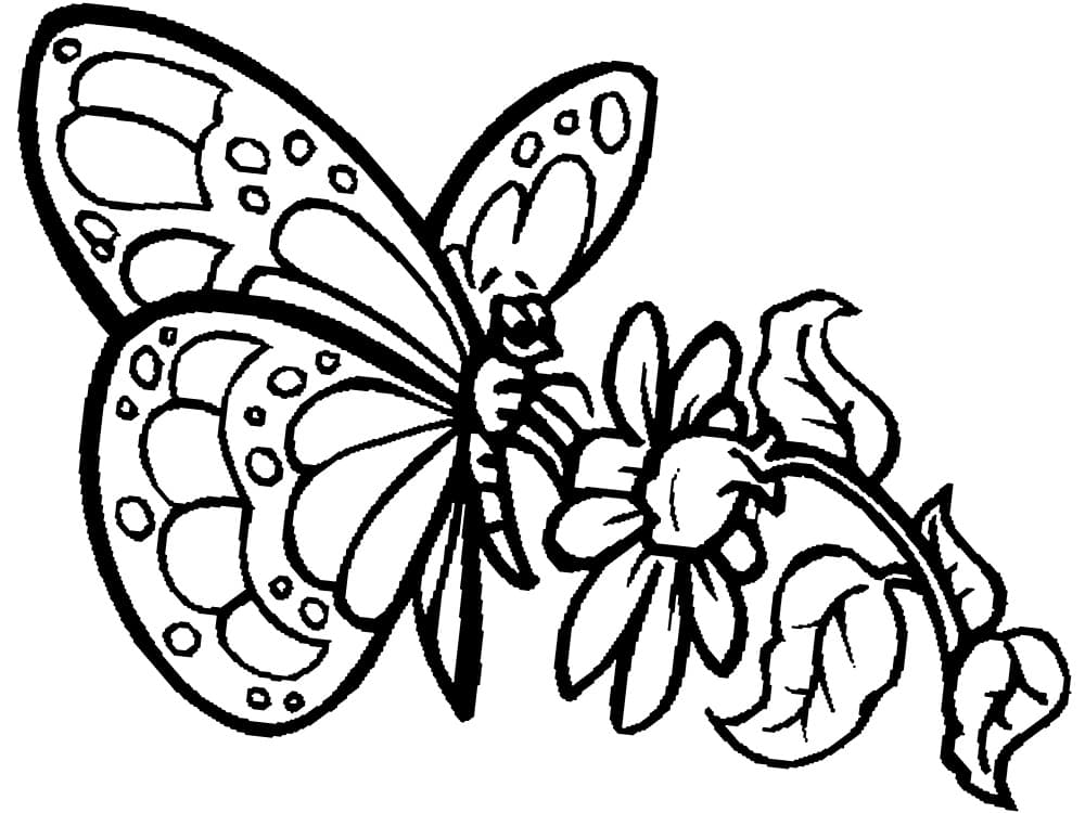 Раскраска Бабочки. Раскраска 8