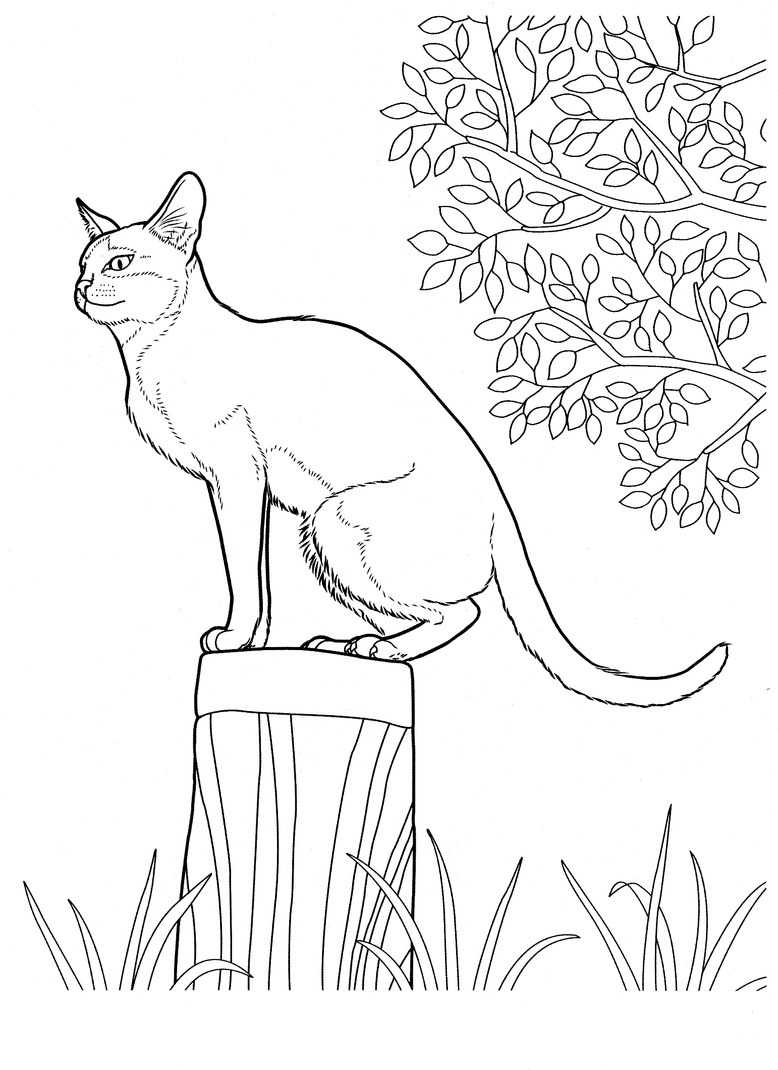 Раскраска Кошка. Раскраска 28