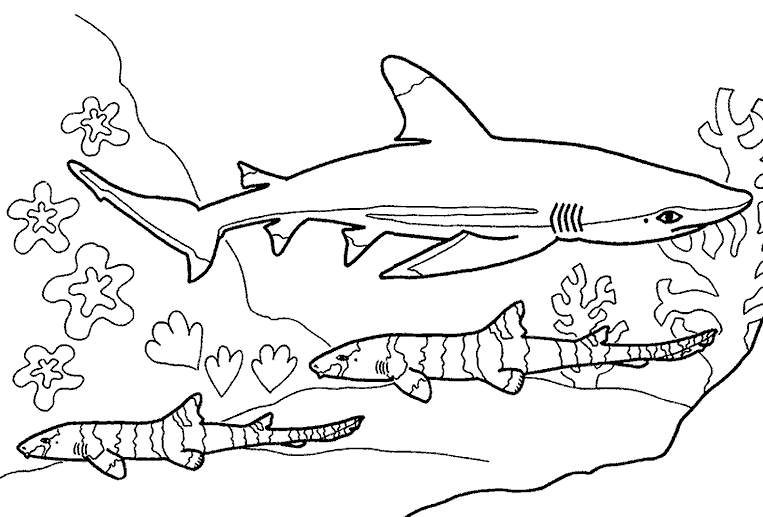 Раскраска Акула. Раскраска 13