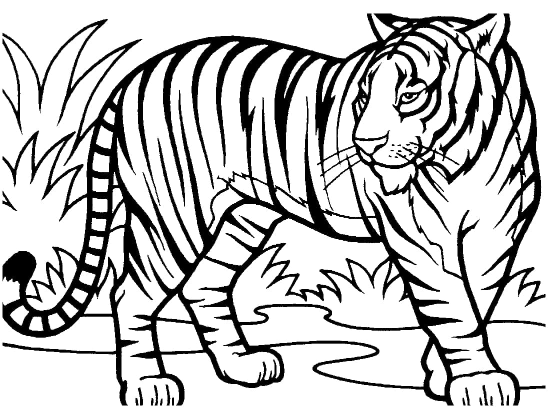Раскраска Тигр. Раскраска 3