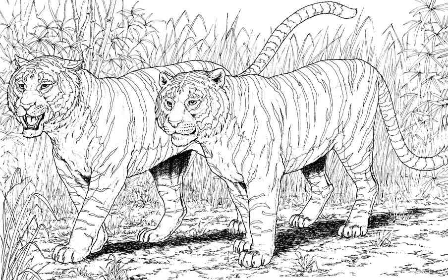 Раскраска Тигр. Раскраска 22