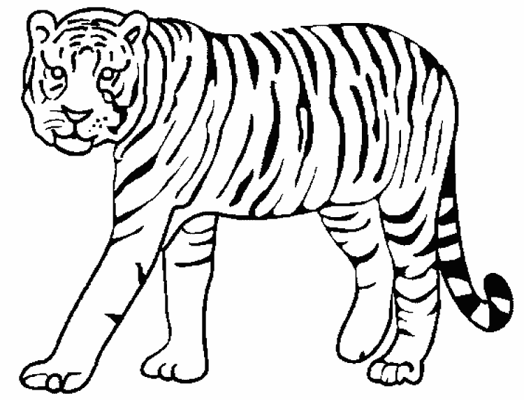 Раскраска Тигр. Раскраска 8