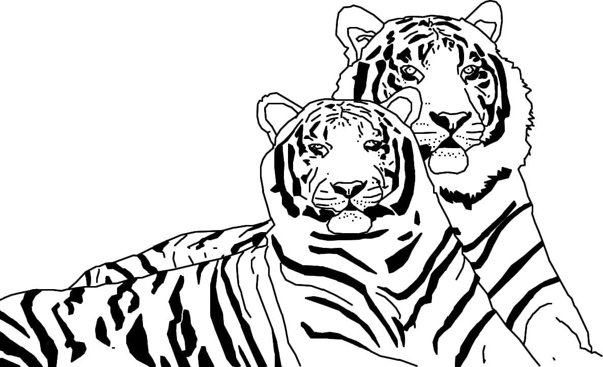 Раскраска Тигр. Раскраска 19