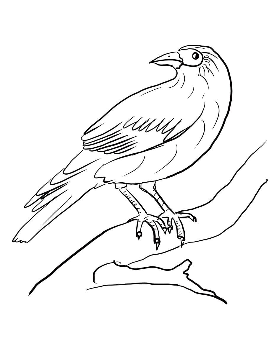 Раскраска Зимующие птицы. Раскраска 23