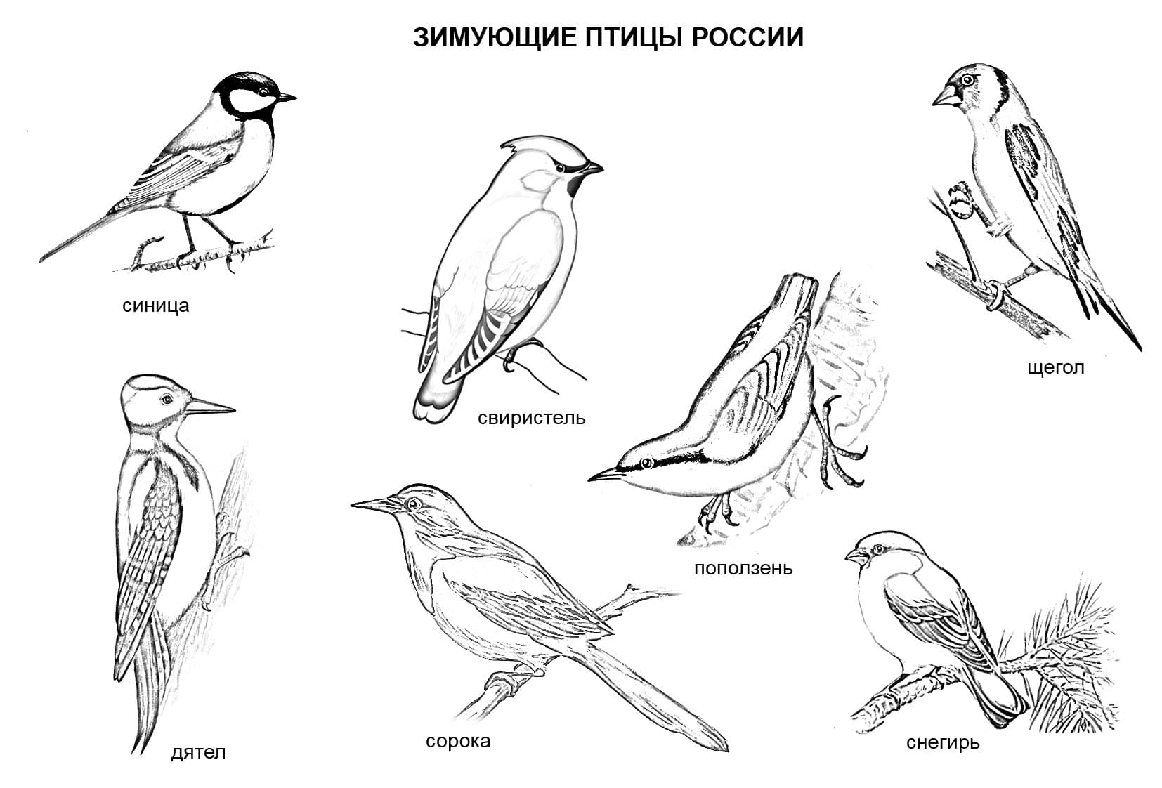 Раскраска Зимующие птицы. Раскраска 4