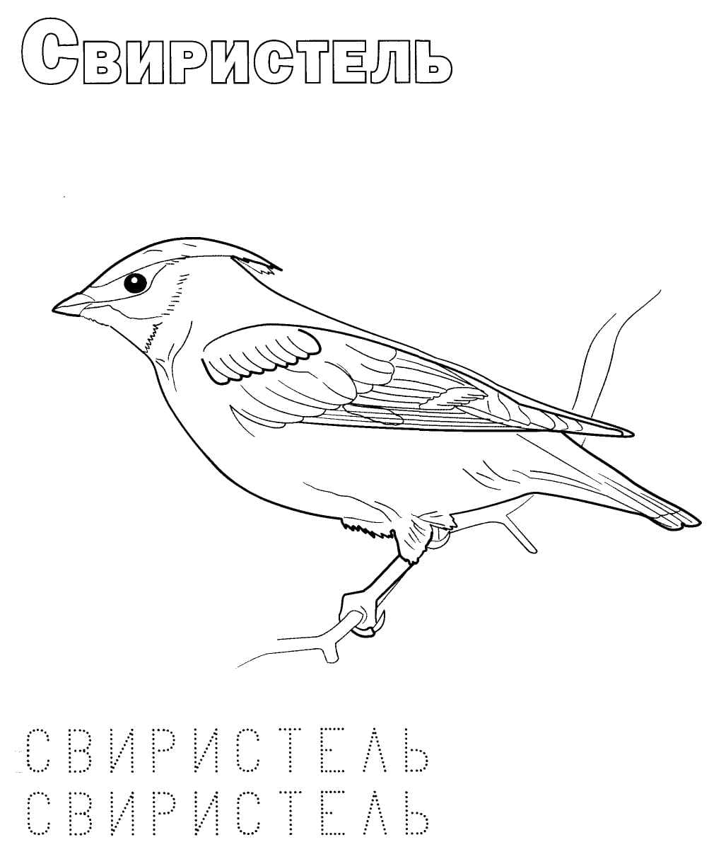 Раскраска Зимующие птицы. Раскраска 30