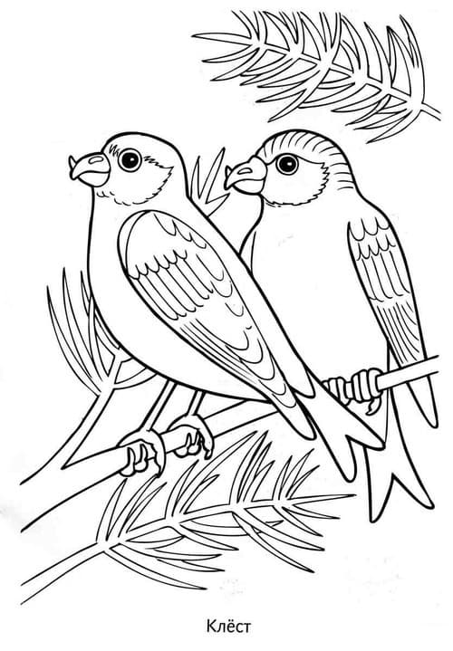 Раскраска Зимующие птицы. Раскраска 10