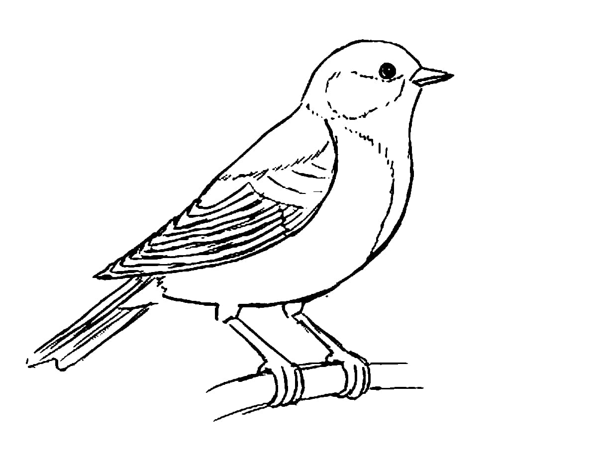 Раскраска Зимующие птицы. Раскраска 14