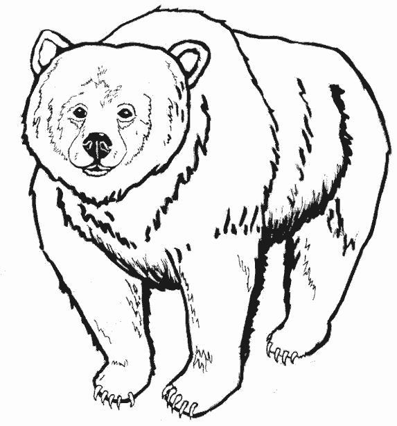 Раскраска Медведь. Раскраска 11
