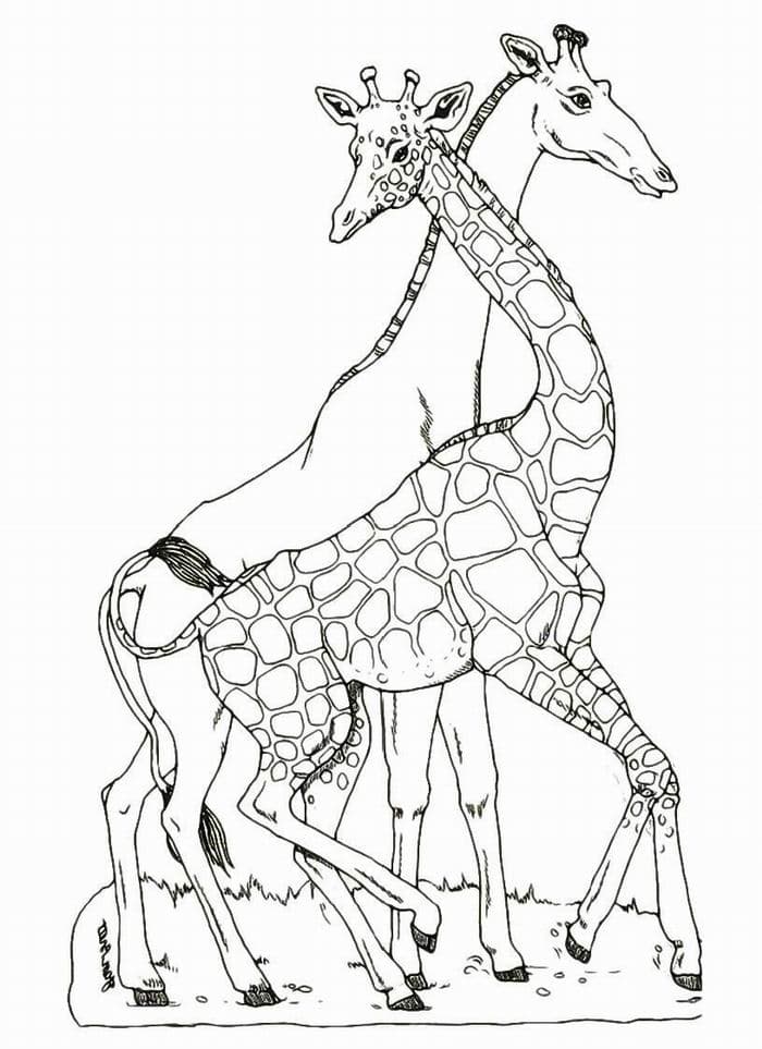 Раскраска Жираф. Раскраска 29