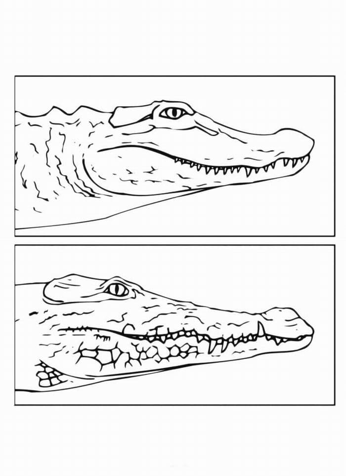 Раскраска Крокодил. Раскраска 18