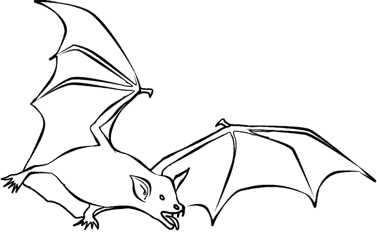 Раскраска Летучая мышь. Раскраска 11