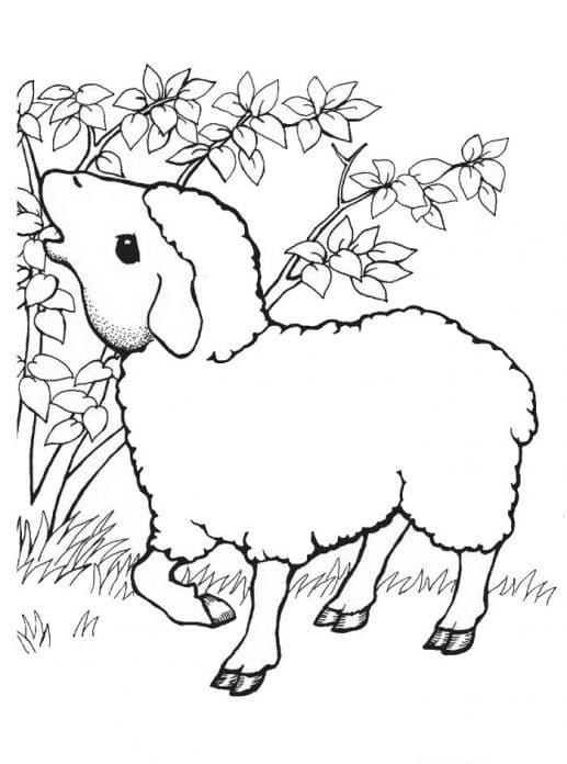 Раскраска Овца. Раскраска 19
