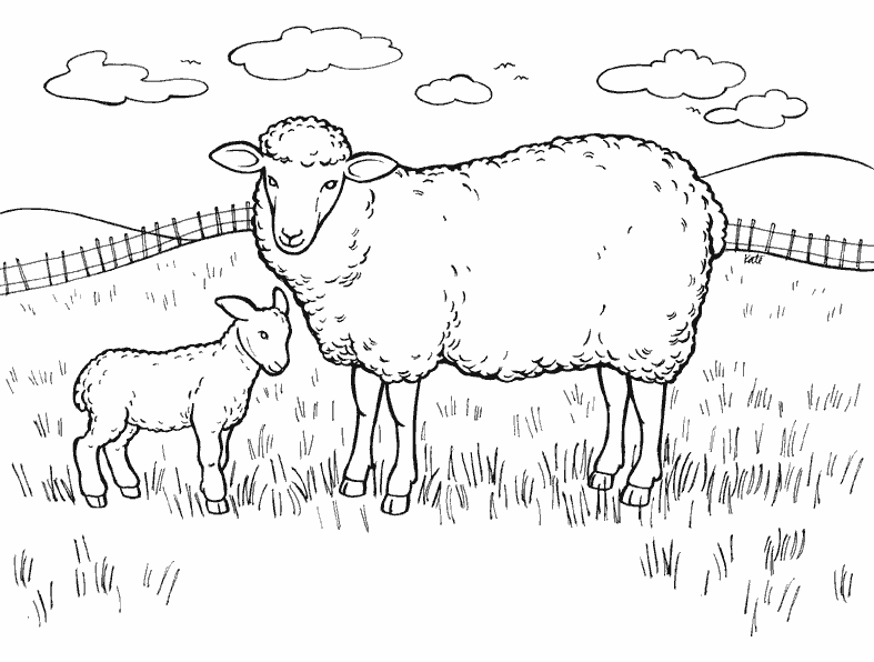 Раскраска Овца. Раскраска 3