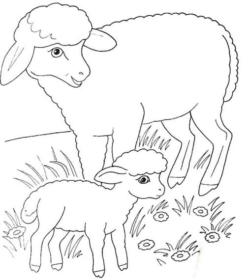 Раскраска Овца. Раскраска 10