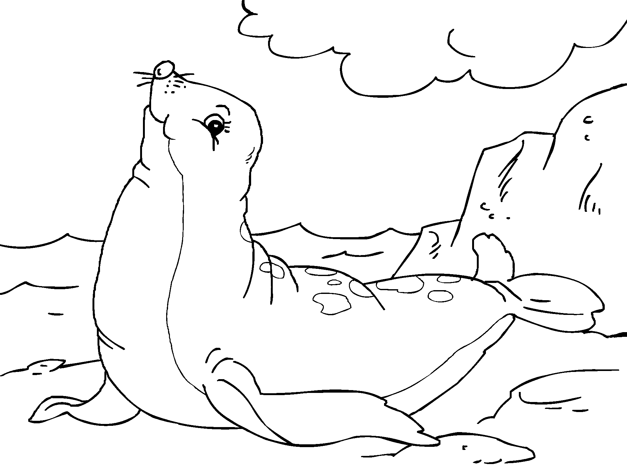 Раскраска Морской Котик. Раскраска 1