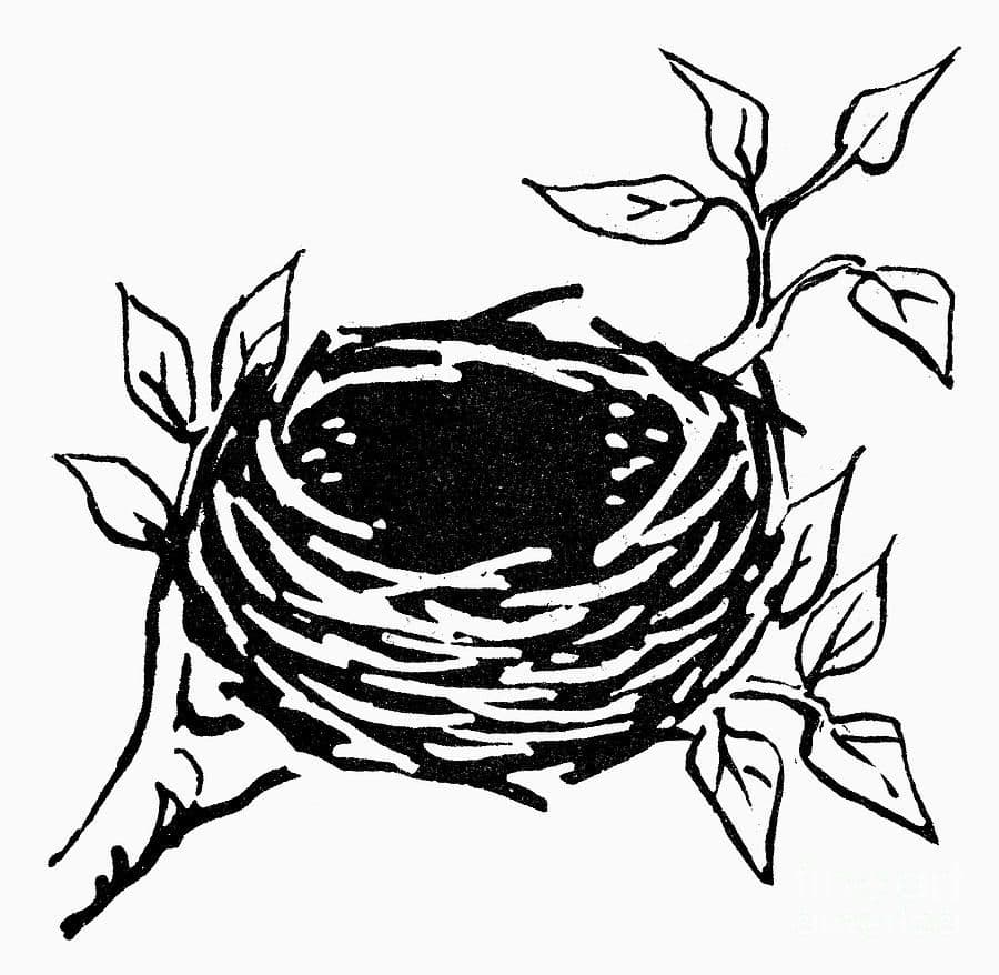 Раскраска гнездо. Раскраска 11