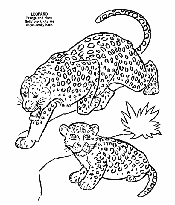 Раскраска Леопард. Раскраска 1