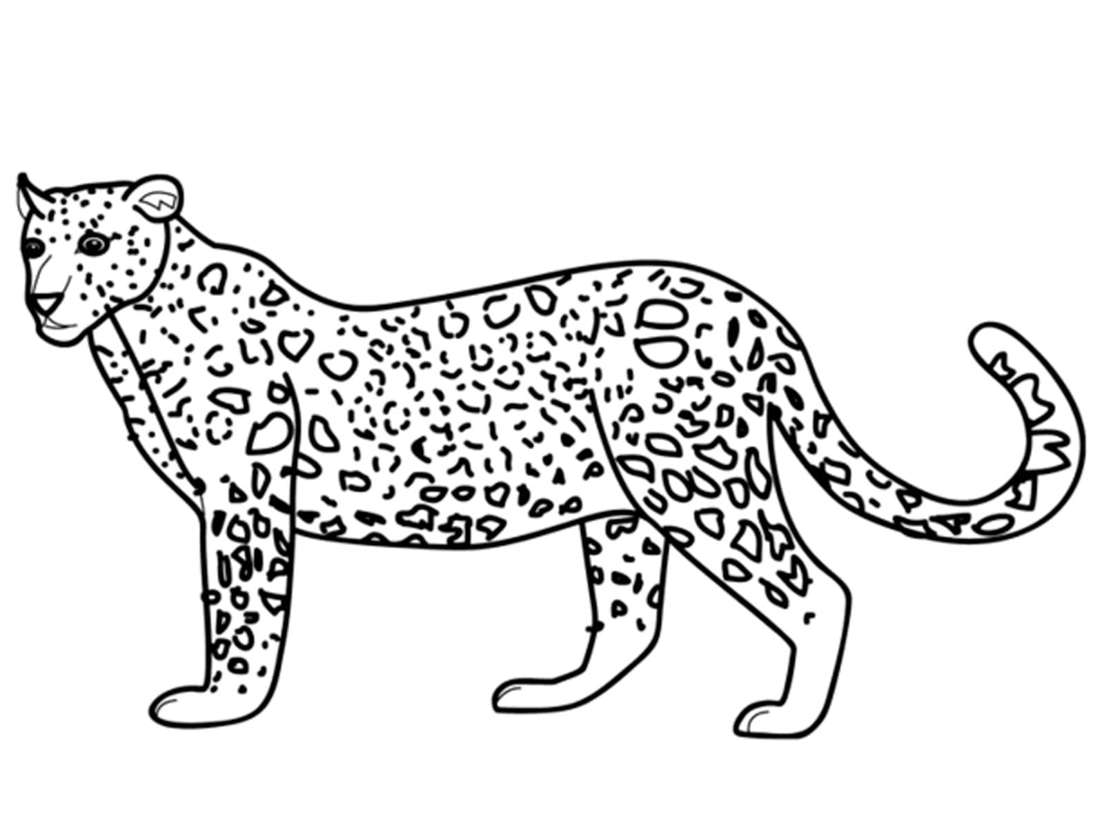 Раскраска Леопард. Раскраска 13
