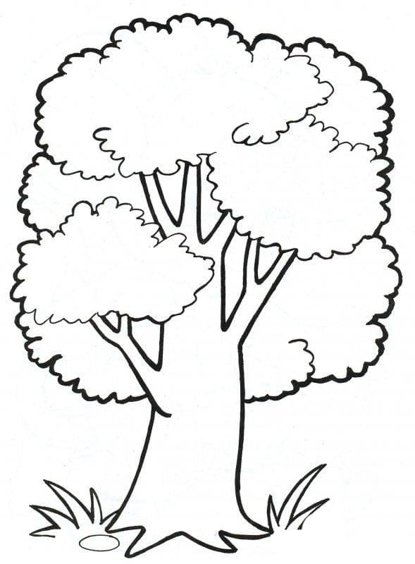 Раскраска Дерево. Раскраска 3