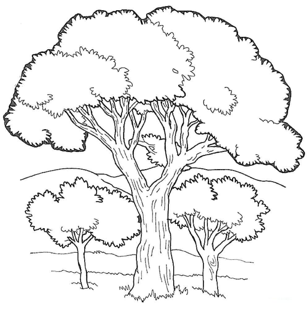 Раскраска Дерево. Раскраска 9