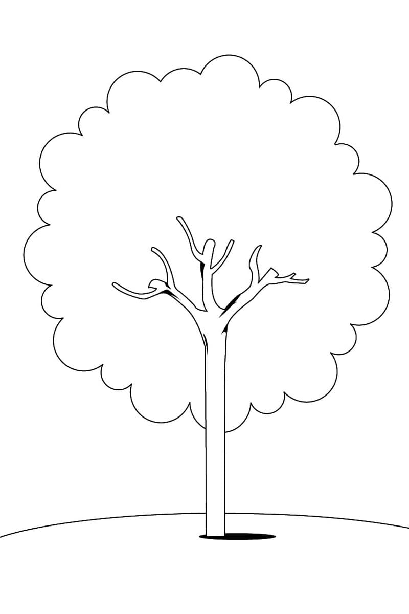 Раскраска Дерево. Раскраска 17
