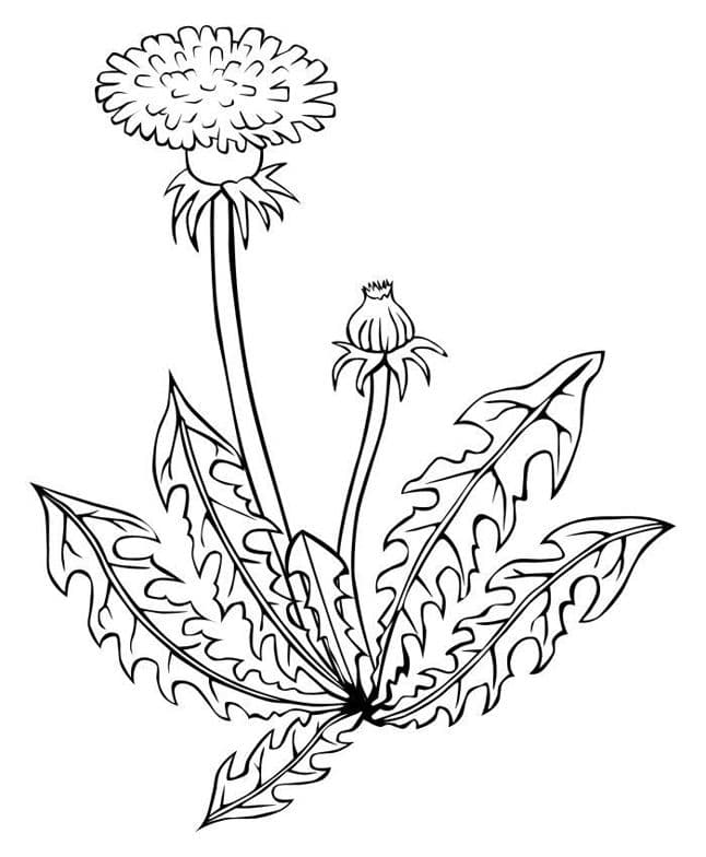 Раскраска Растения. Раскраска 38
