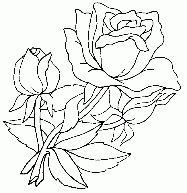Раскраски Розы. Раскраска 3