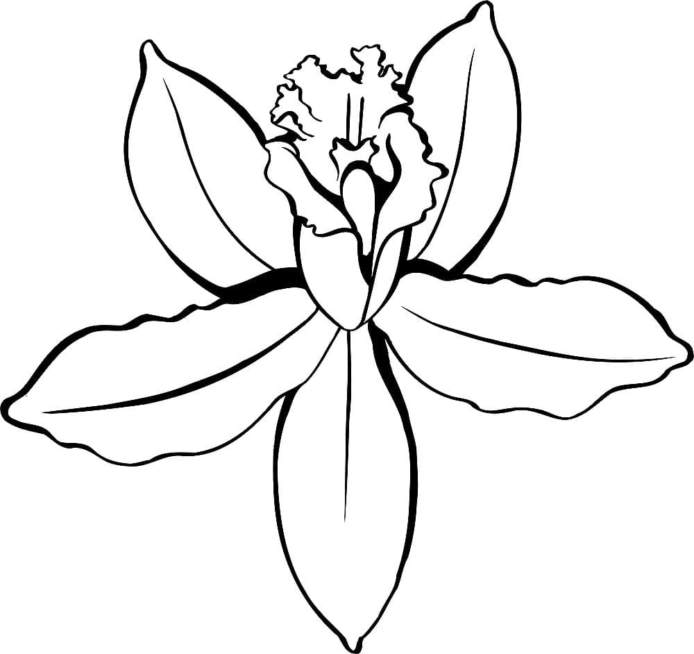 Раскраска Орхидея. Раскраска 6