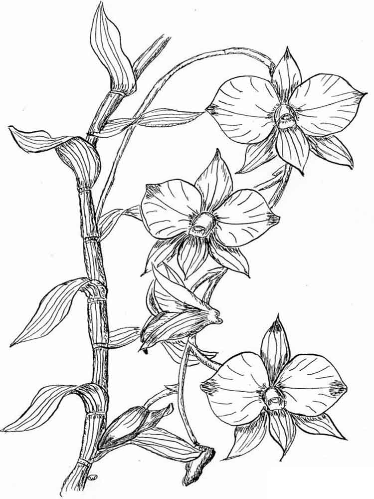 Раскраска Орхидея. Раскраска 8